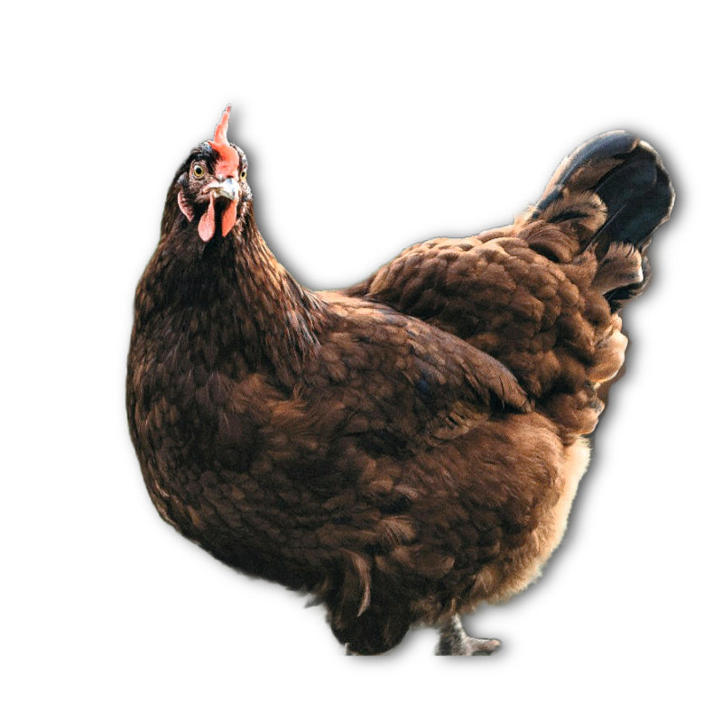 Az Chickens Rhode Island Red Chicks adult