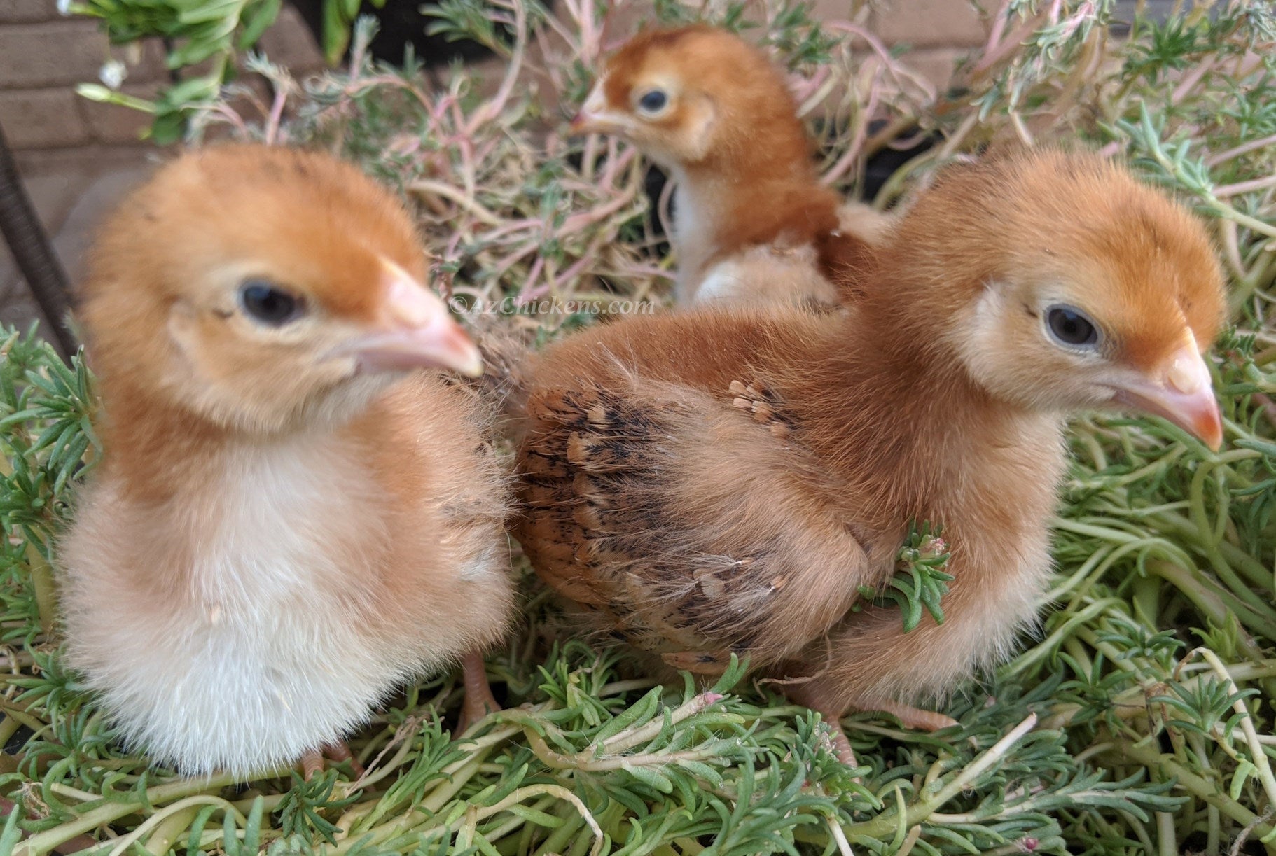 Az Chickens Rhode Island Red Chicks chicks