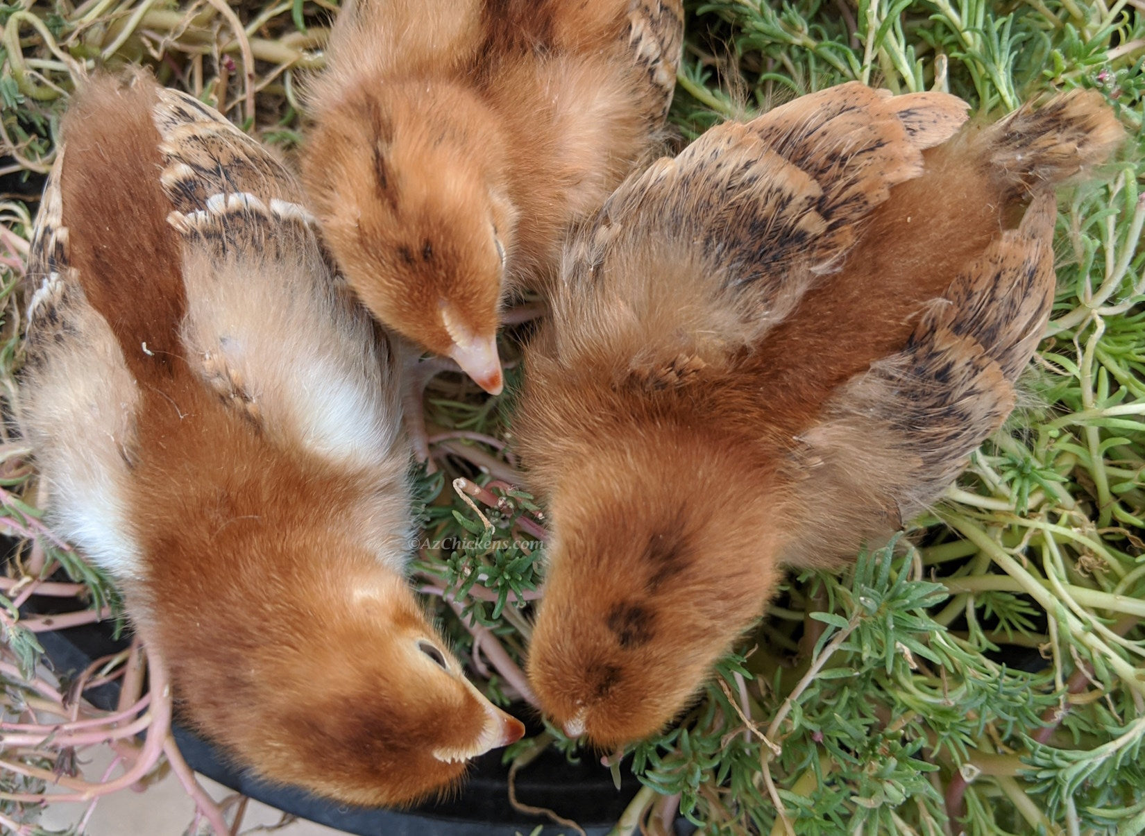 Az Chickens Rhode Island Red Chicks chicks together