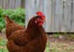 Az Chickens Rhode Island Red Chicks hen