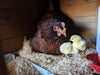 Az Chickens Rhode Island Red Chicks hen with chicks