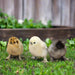 Az Chickens Silkie Chicks assorted silkie chicks