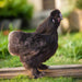 Az Chickens Silkie Chicks black silkie