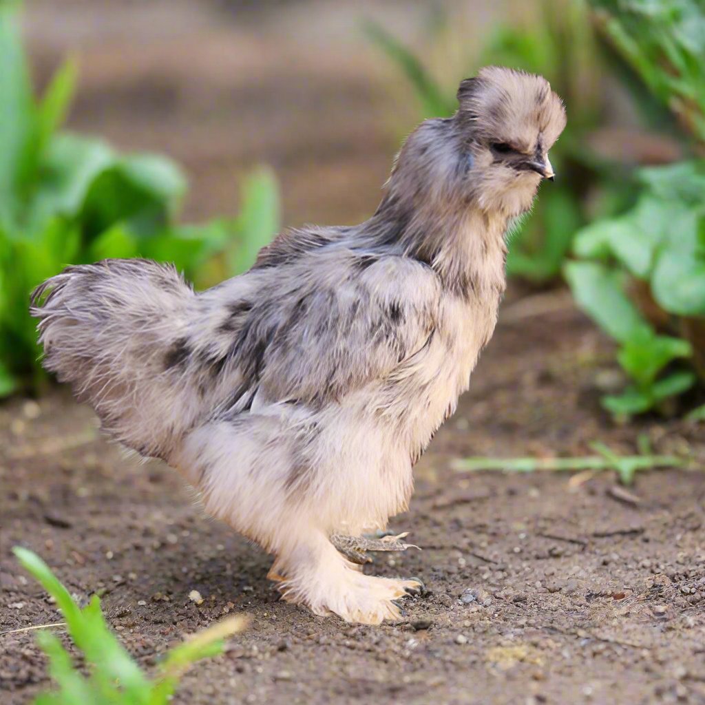 Az Chickens Silkie Chicks blue silkie