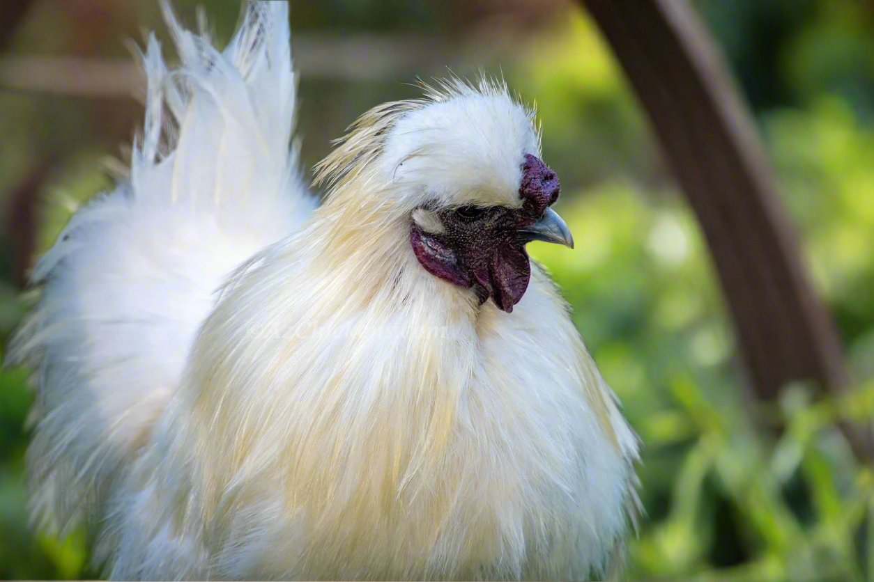 Az Chickens Silkie Chicks silkie face and feathers