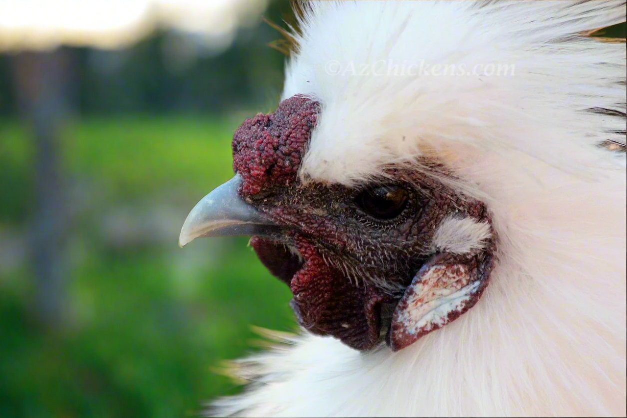 Az Chickens Silkie Chicks silkie face close up