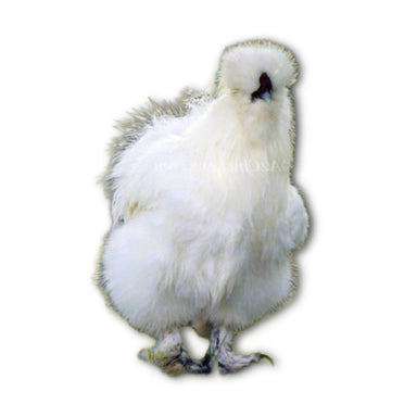 Az Chickens Silkie Chicks white silkie