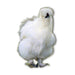 Az Chickens Silkie Chicks white silkie