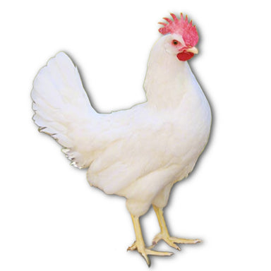 Az Chickens White Leghorn Chicks