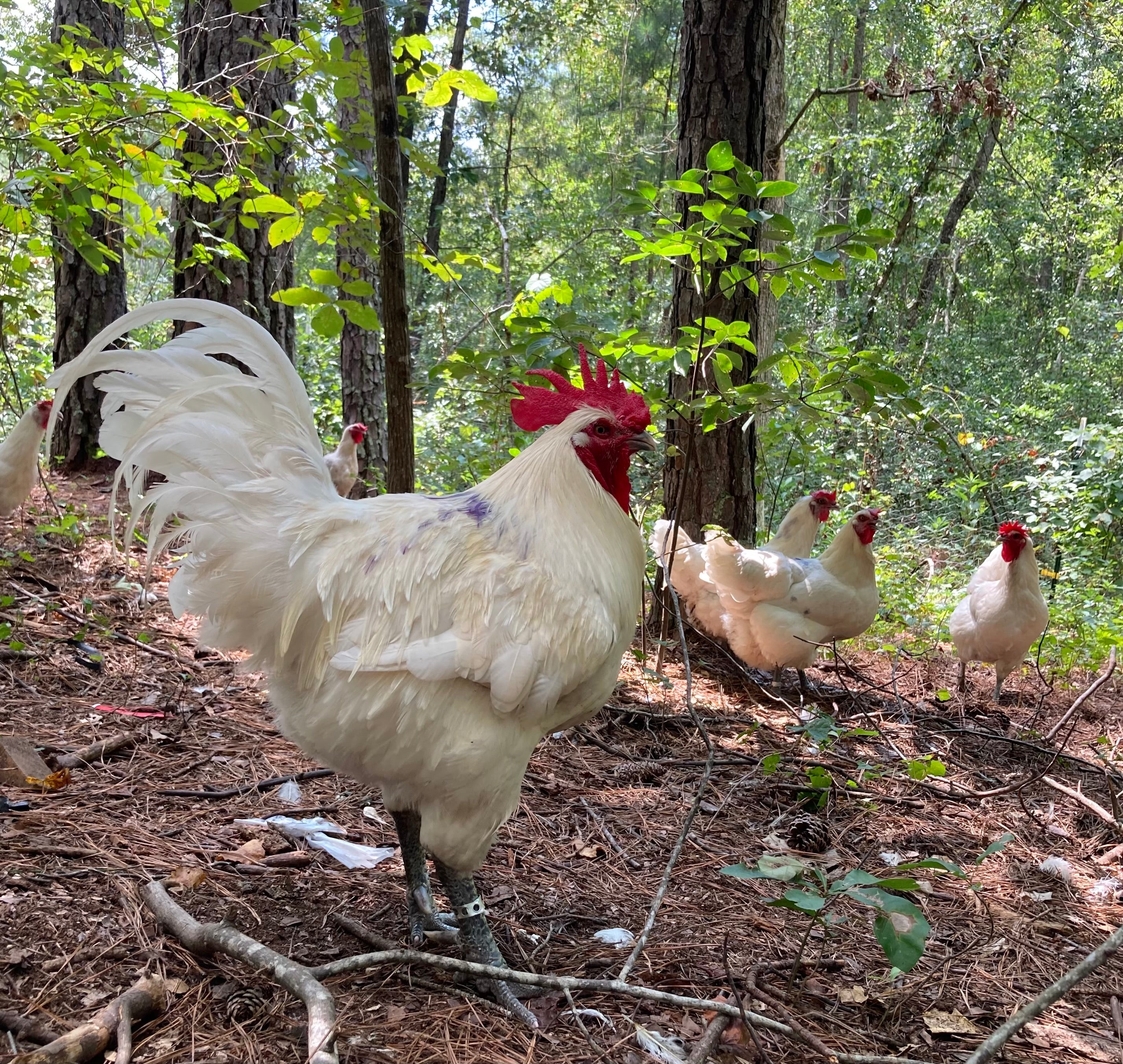 North Star Farms - White American Bresse – North Star Line- "JENN'S GEMS" Group