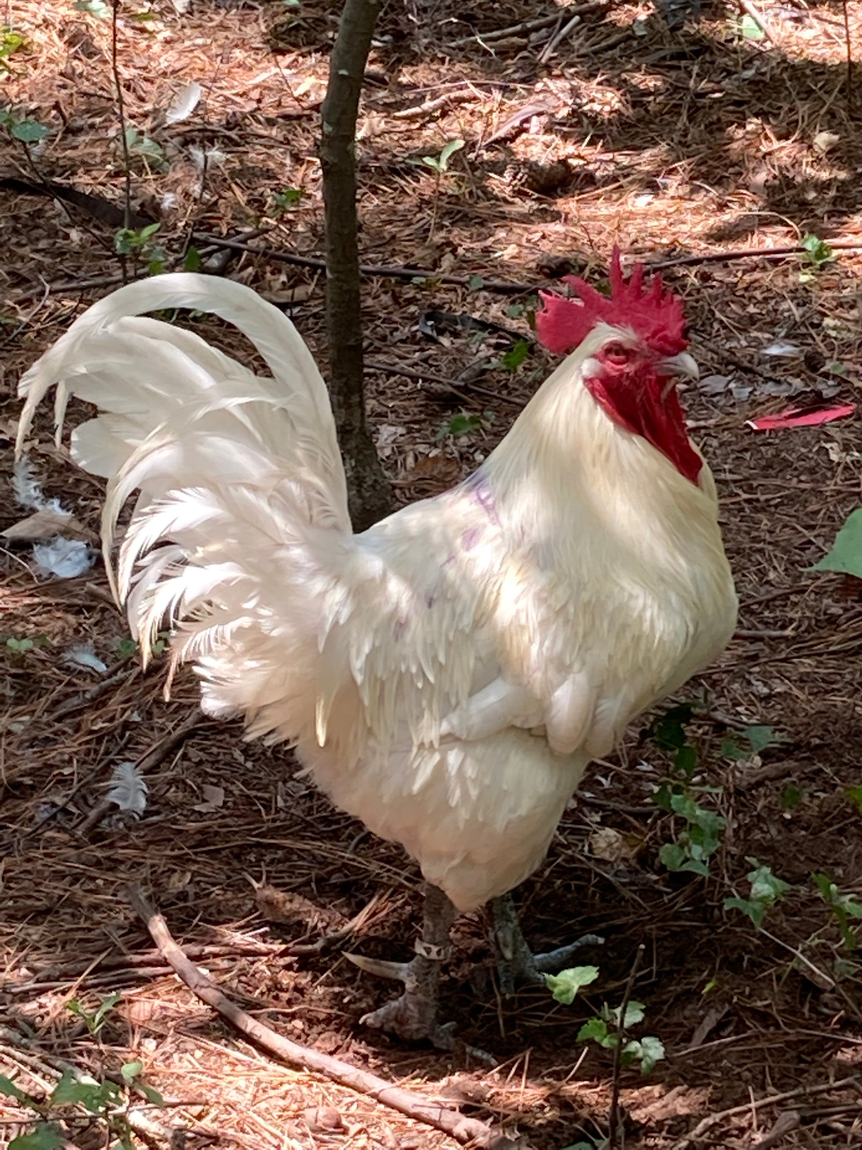 North Star Farms - White American Bresse – North Star Line- "JENN'S GEMS" Group