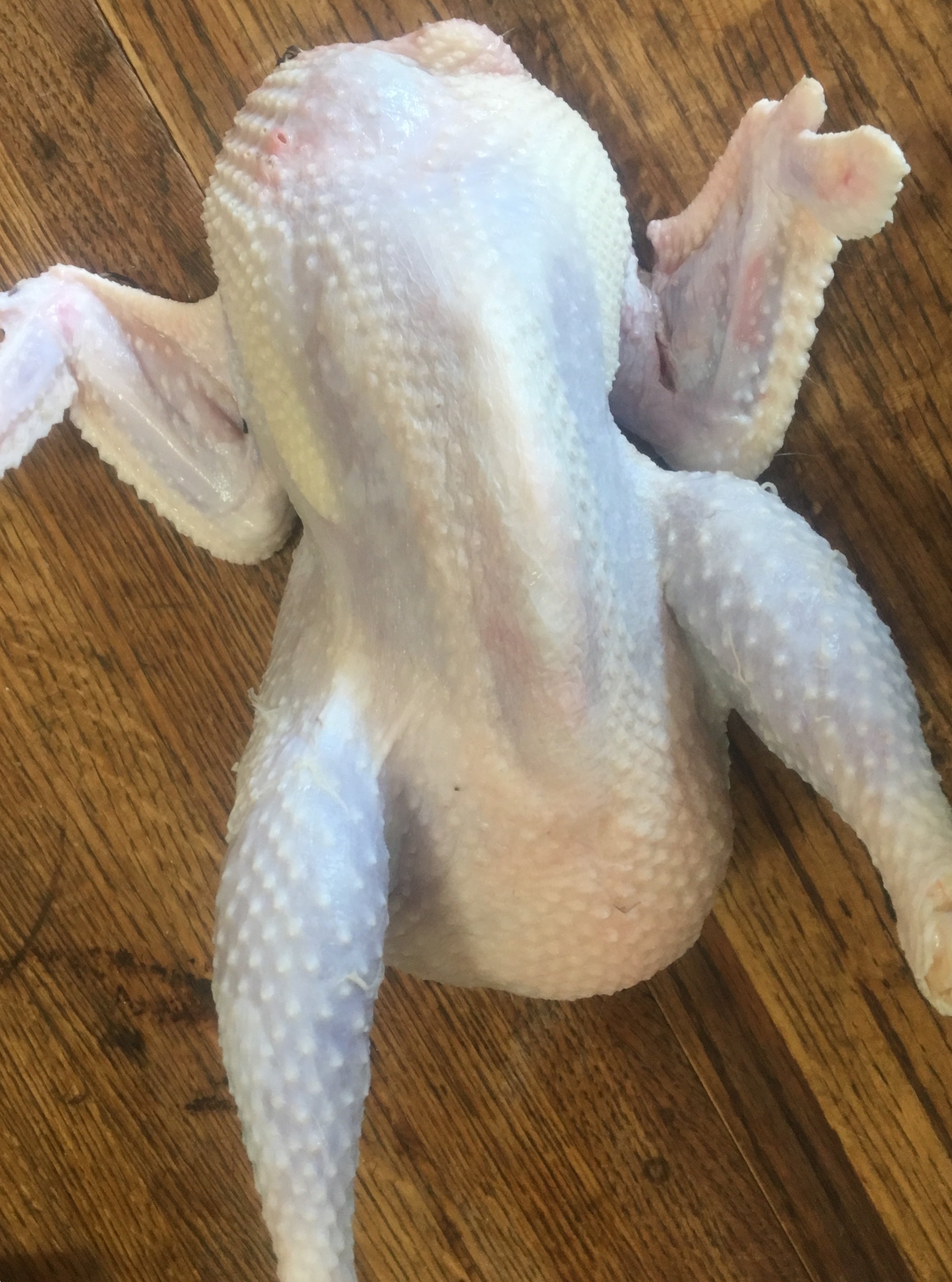 North Star Farms - White American Bresse – North Star Line- "JENN'S GEMS" Group