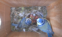 Bird house camera system for watching bluebirds