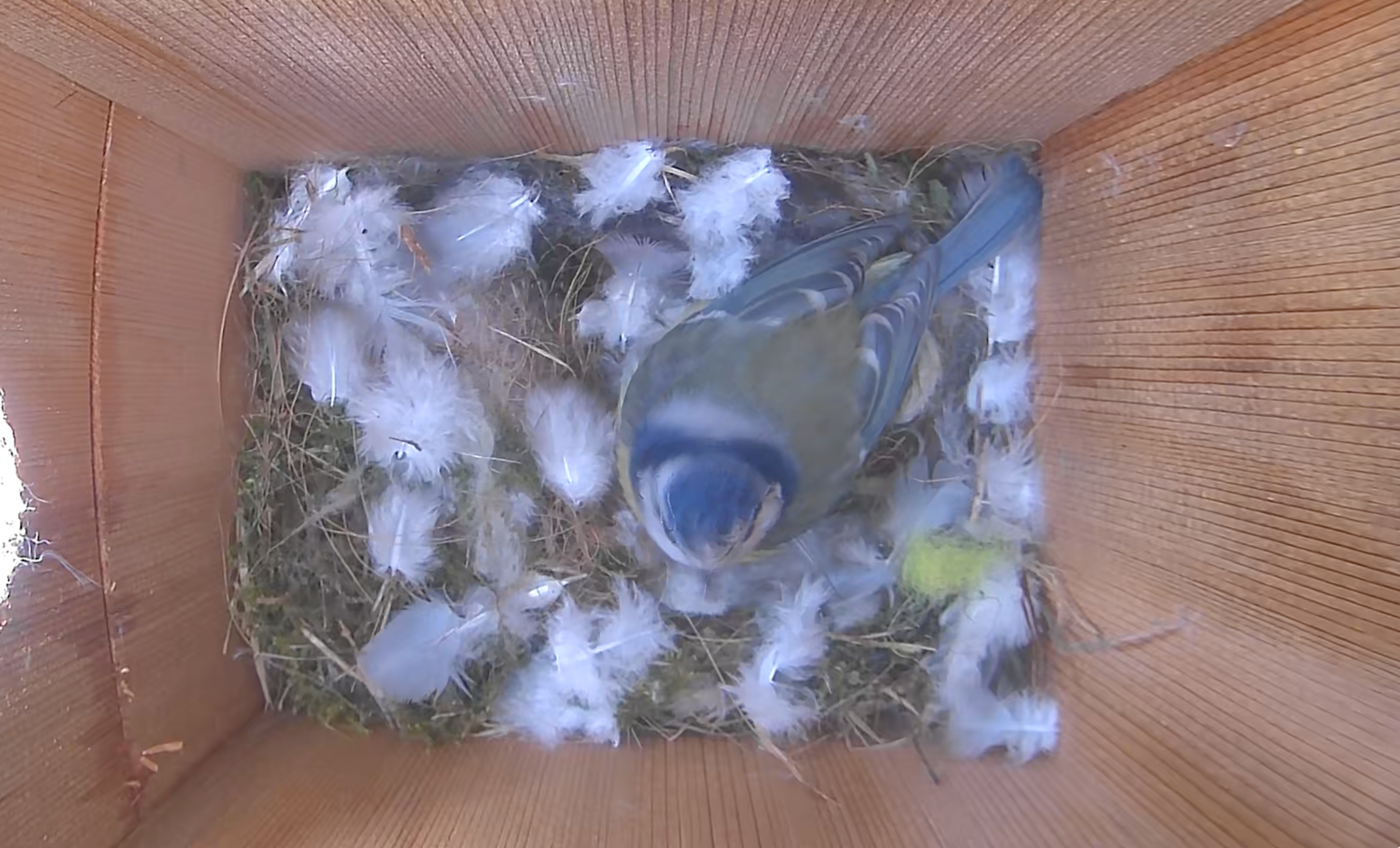 Bird house camera system for watching bluebirds, wrens, nuthatches and swallows