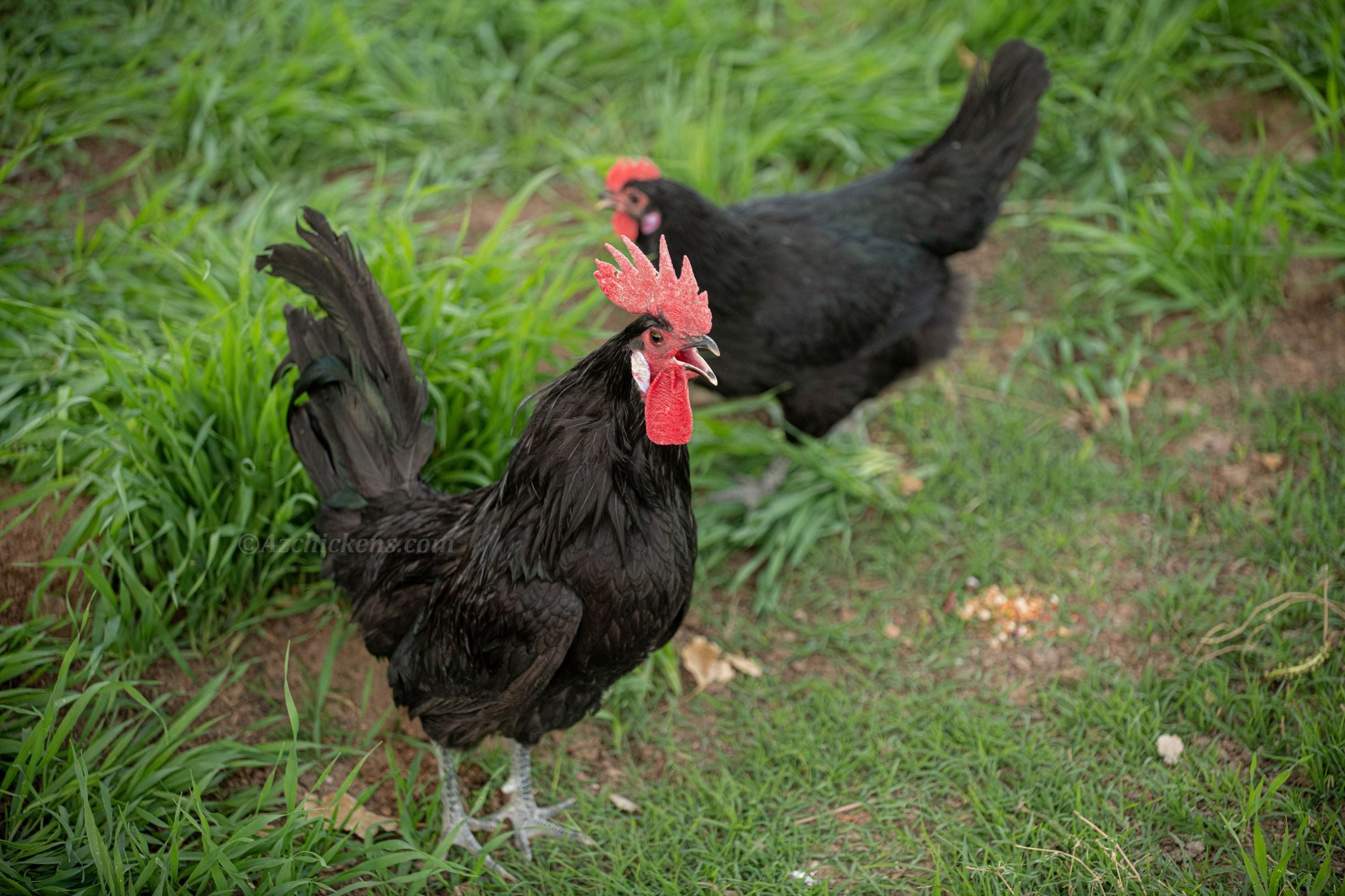 Black American Bresse Chicks | Az Chickens