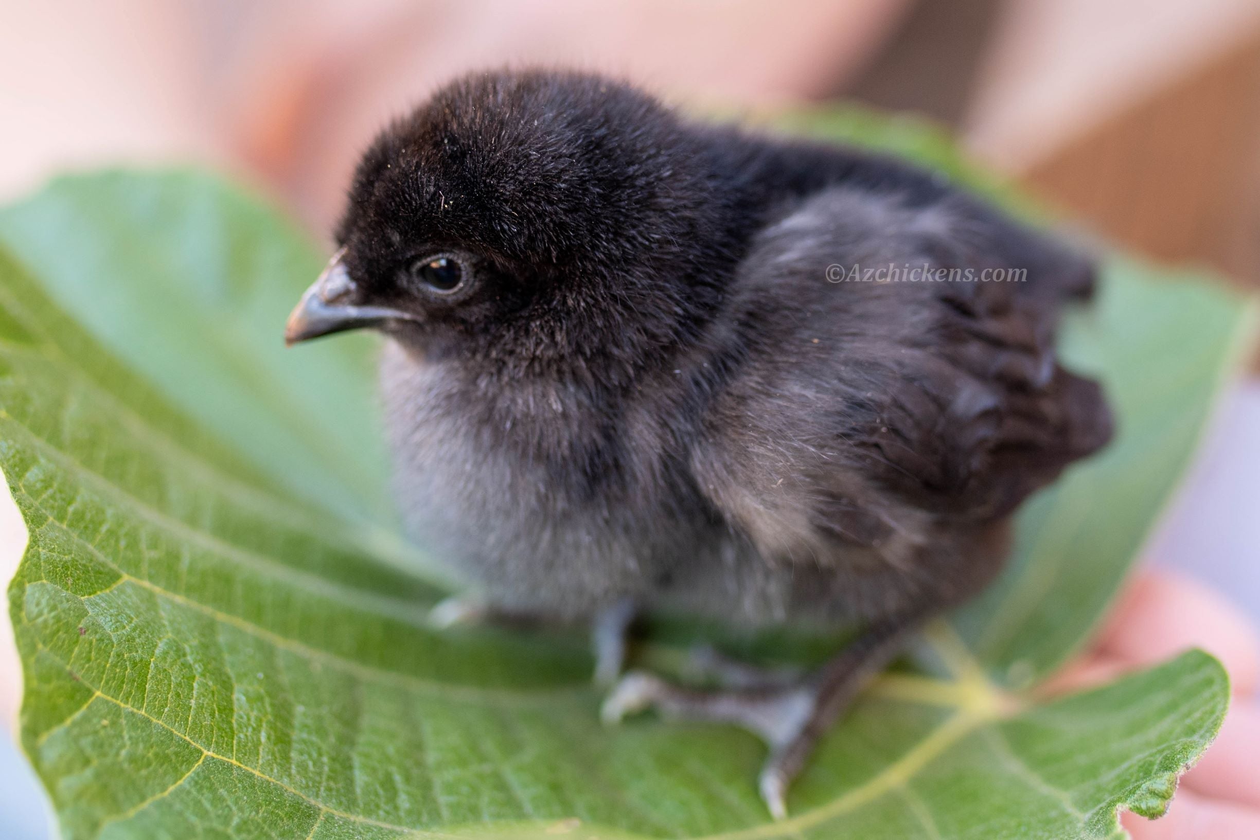 Black American Bresse Chicks | Az Chickens