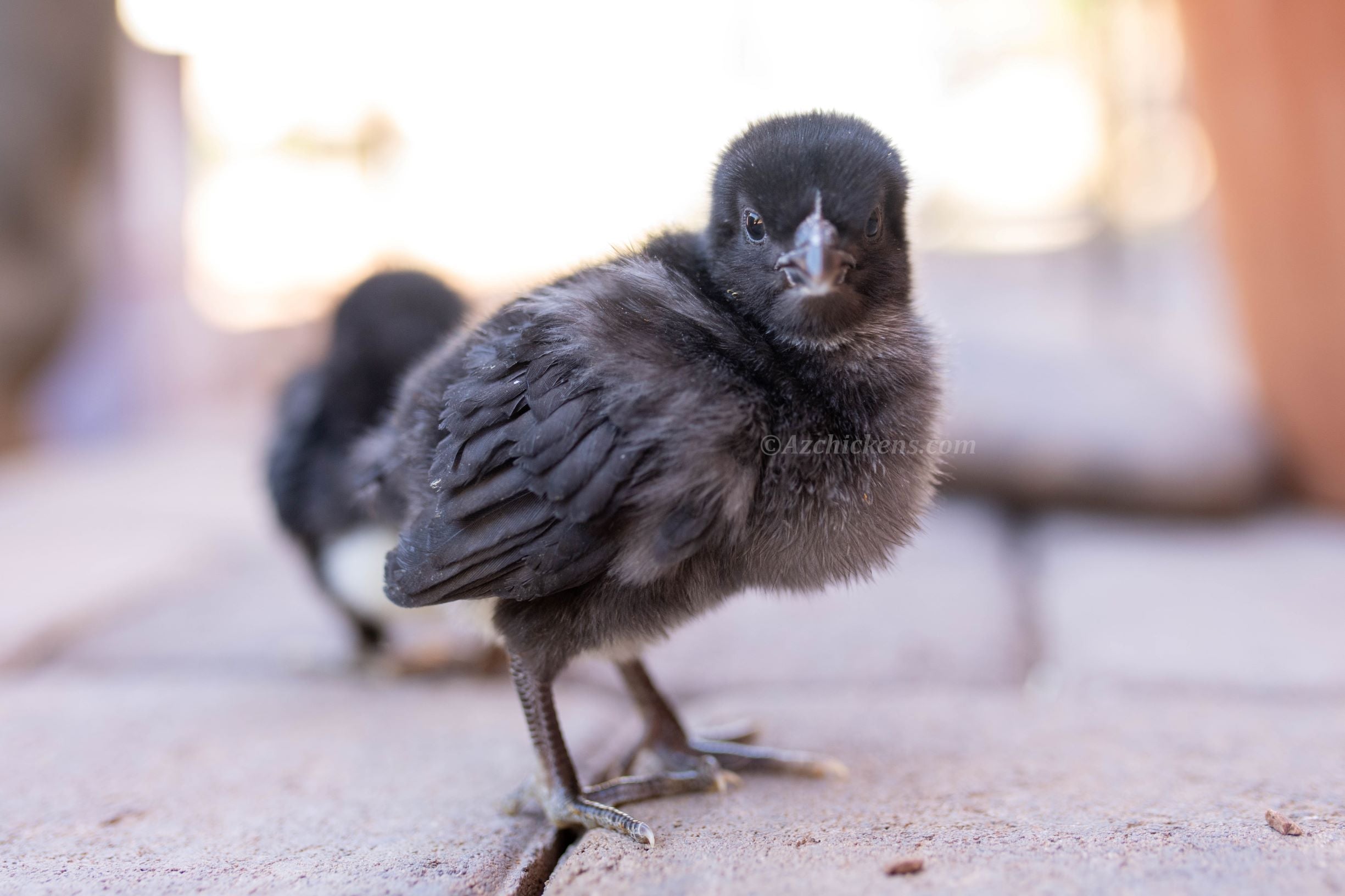 American Bresse Chicks | Az Chickens