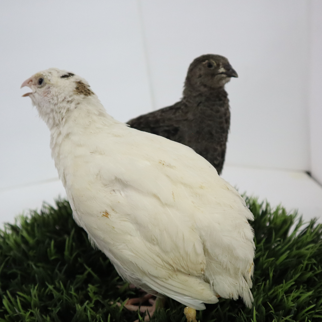 Black and White Edition Quail hatching eggs