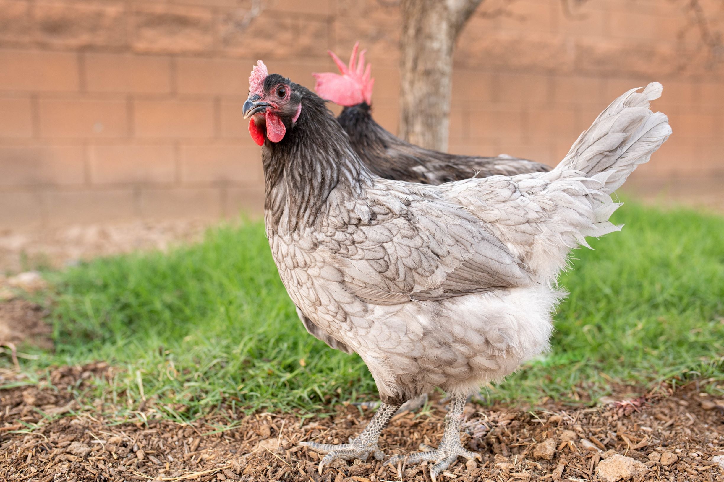 Blue American Bresse Chicks | Az Chickens