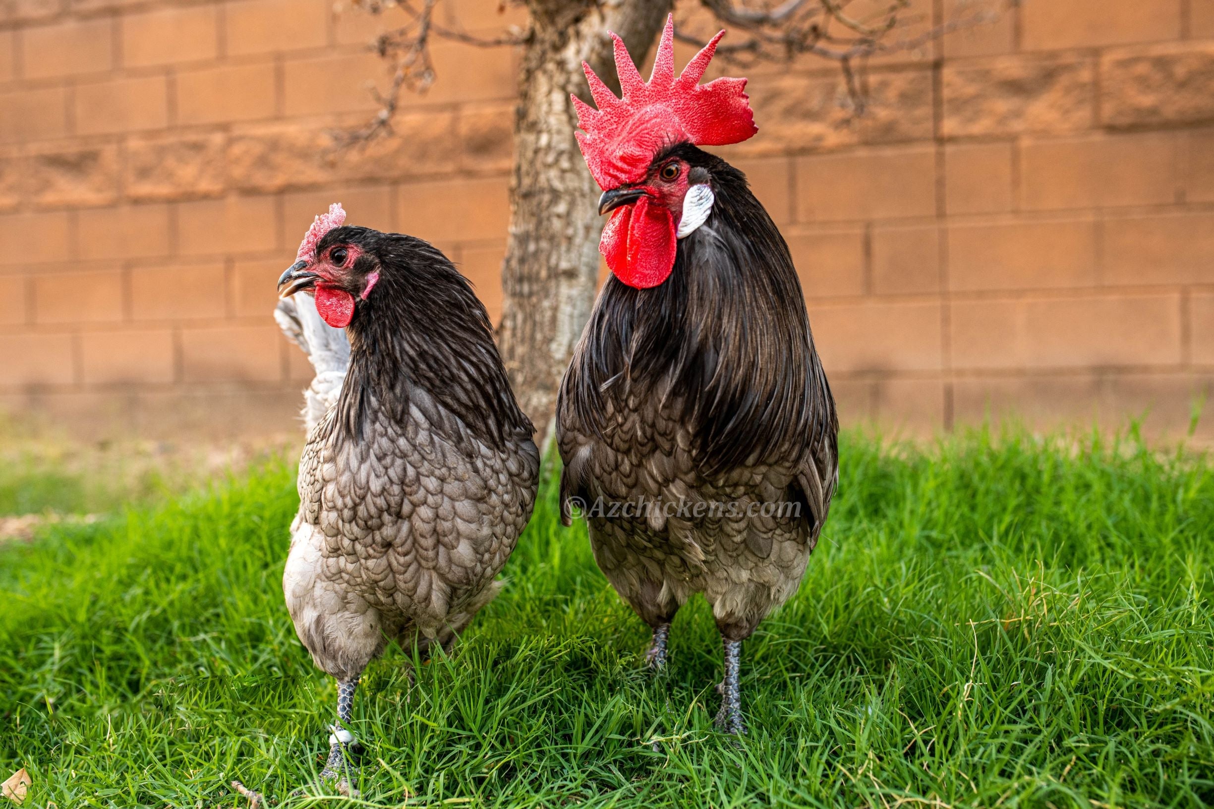 Blue American Bresse Chicks | Az Chickens