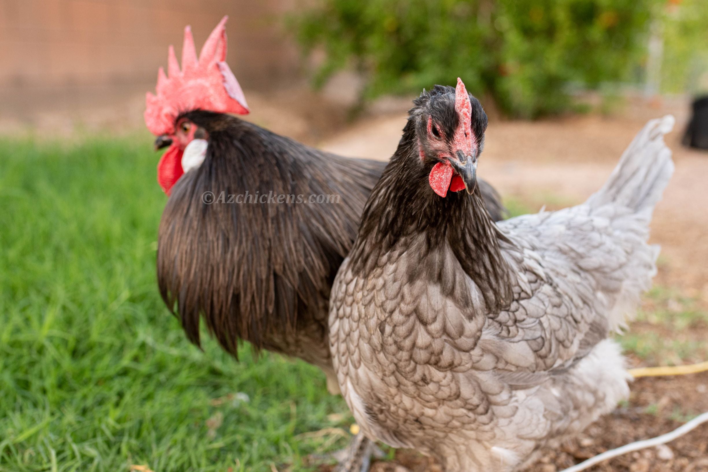 Blue American Bresse Chicks | Az Chickens