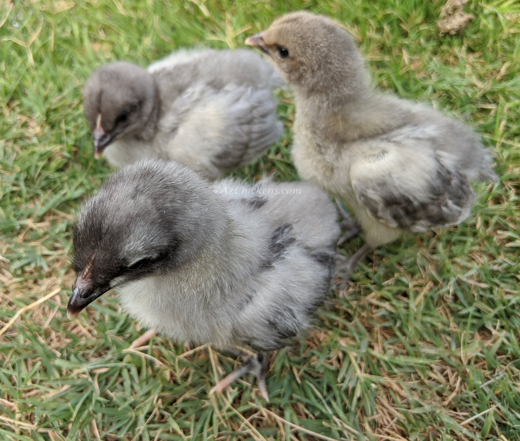 Blue American Bresse Chicks | Az Chickens