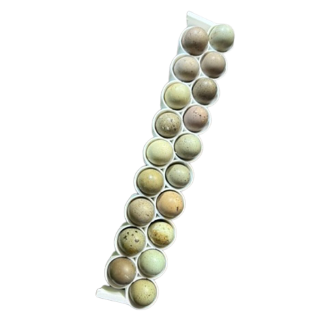 Button Quail Egg Inserts sized for 6–8 g button quail eggs