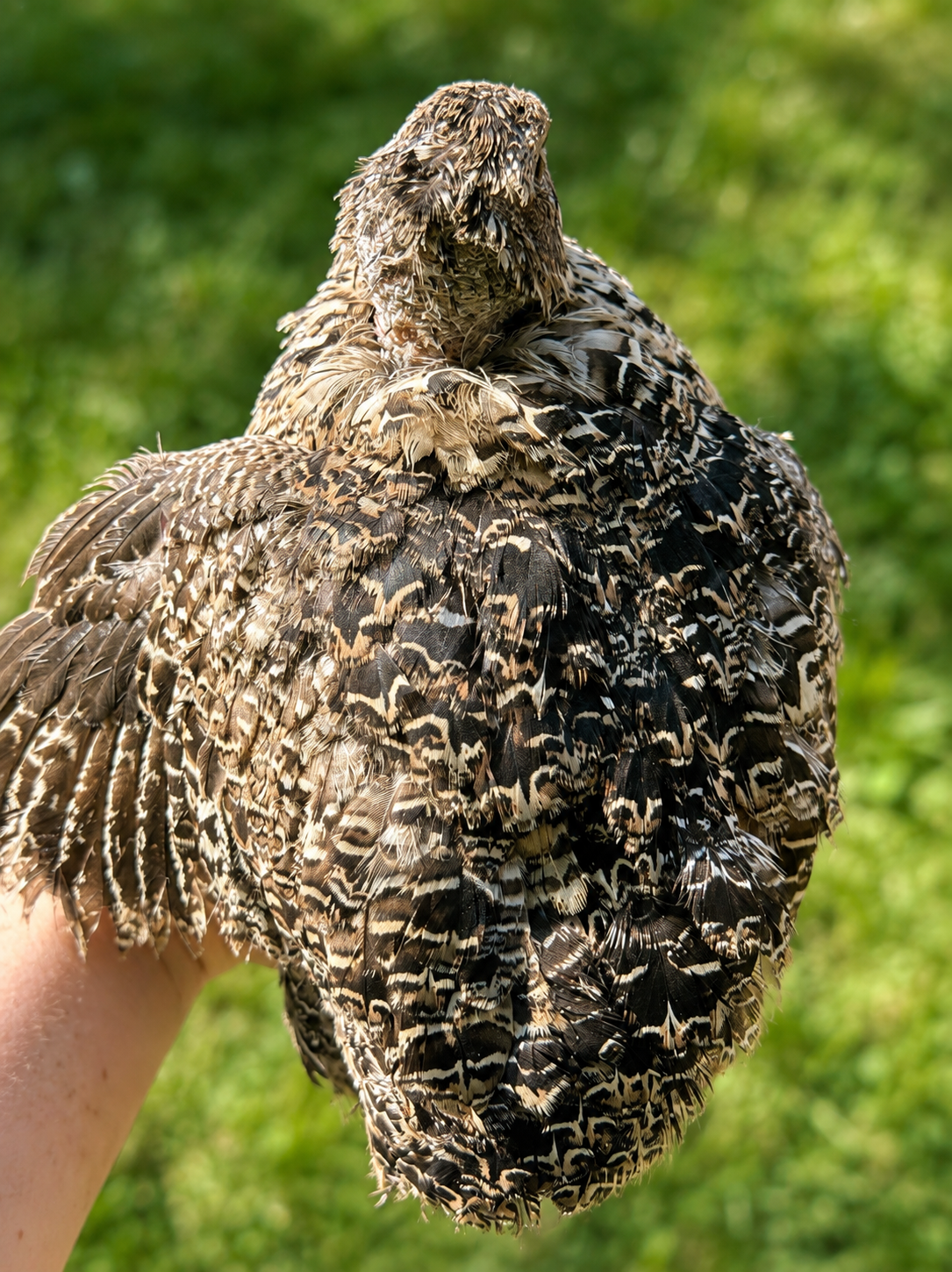Hen's Choice Jumbo Coturnix Hatching Eggs