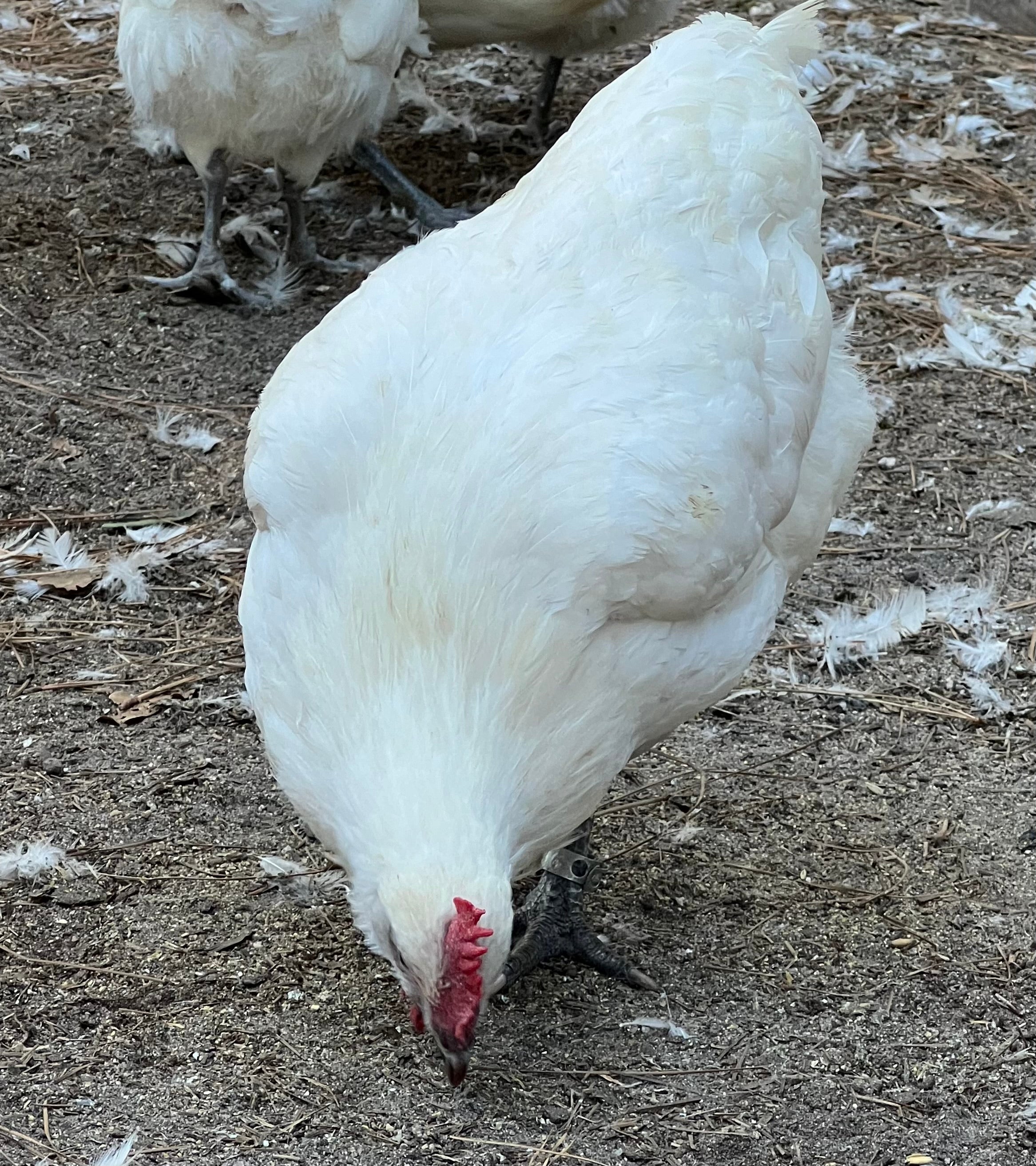 North Star Farms - White American Bresse – North Star Line- "JENN'S GEMS" Group