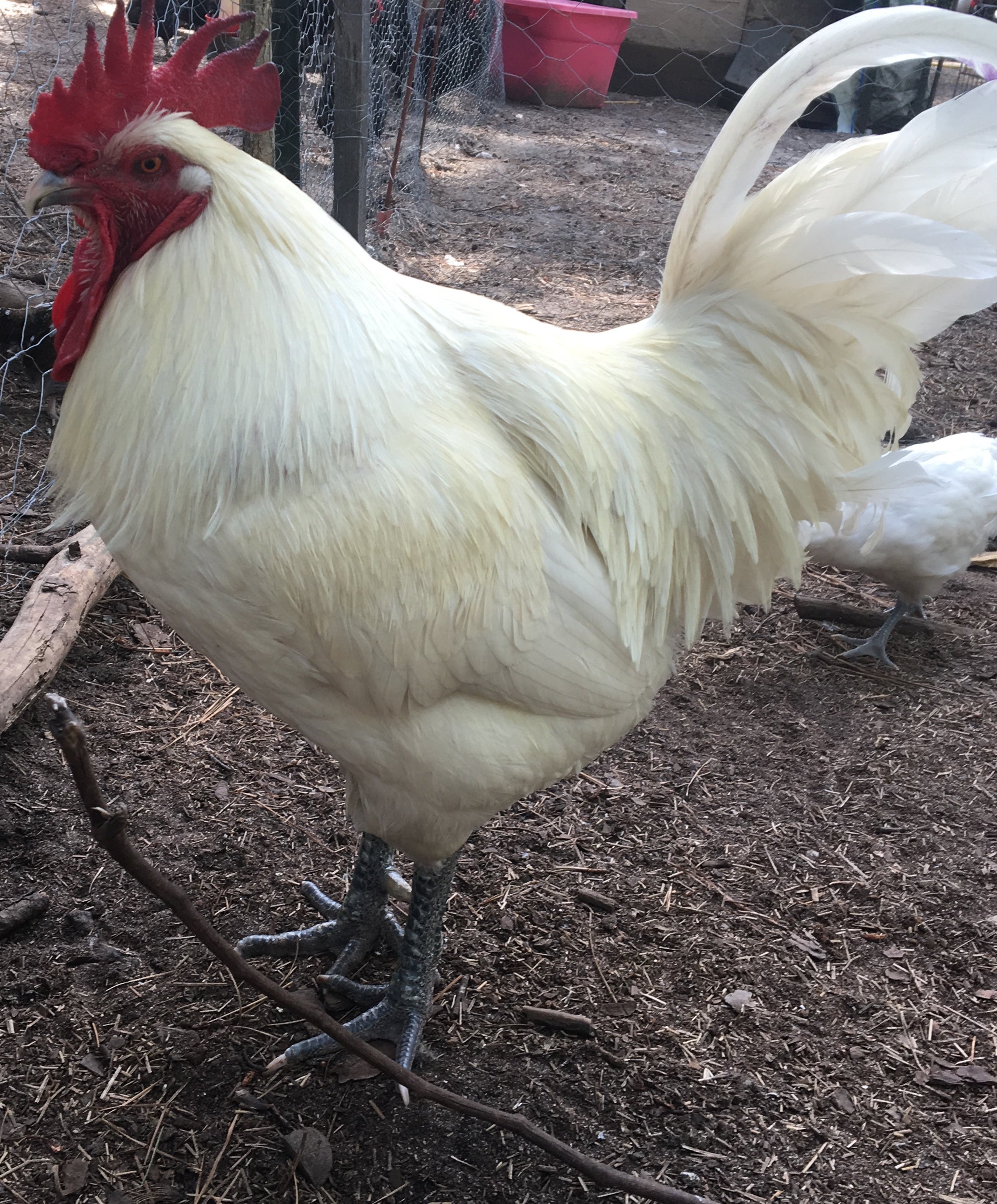 North Star Farms - White American Bresse – North Star Line- "JENN'S GEMS" Group