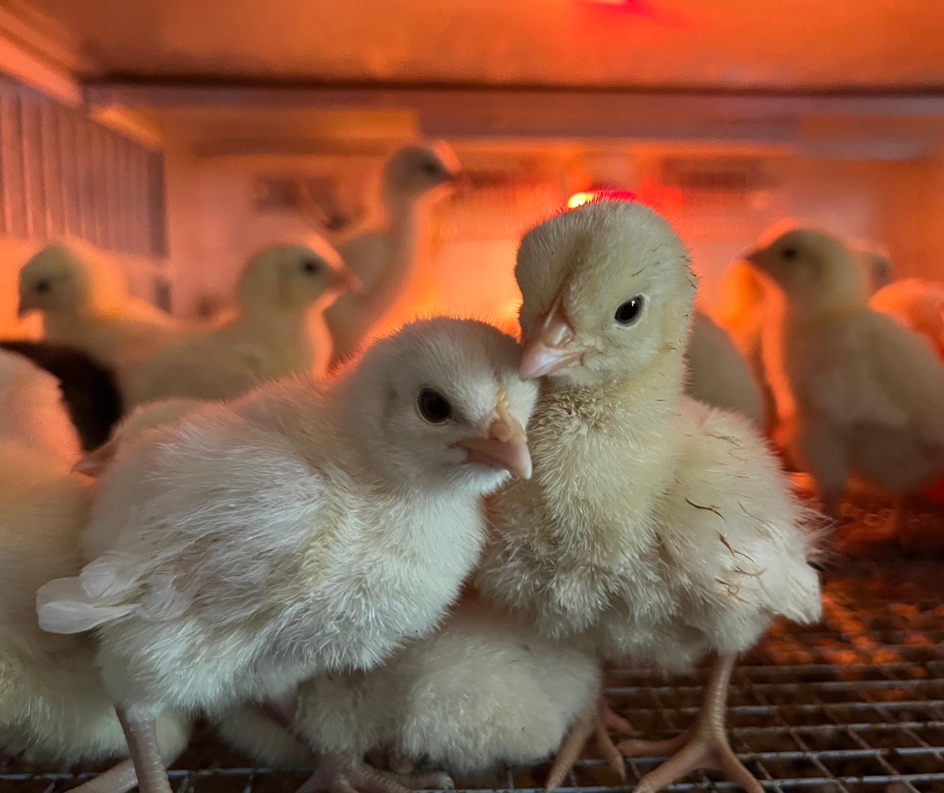 North Star Farms - White American Bresse – North Star Line- "JENN'S GEMS" Group