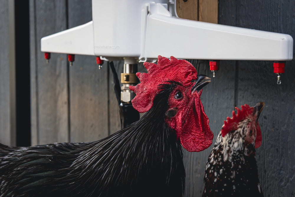 The Chicken Fountain Gen 2 | Fresh Water Drinking System