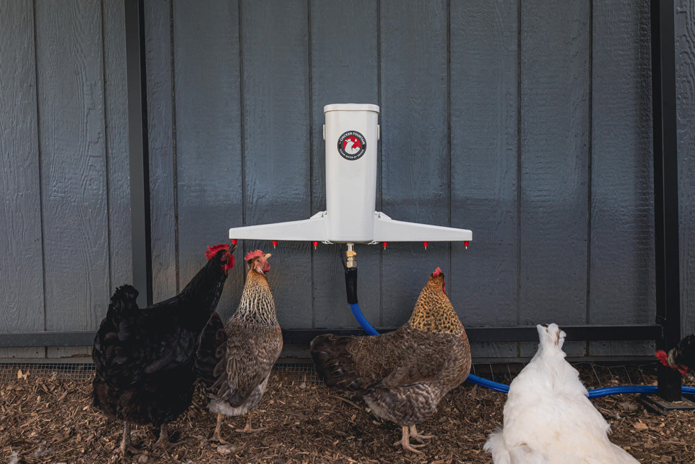 The Chicken Fountain Gen 2 | Fresh Water Drinking System
