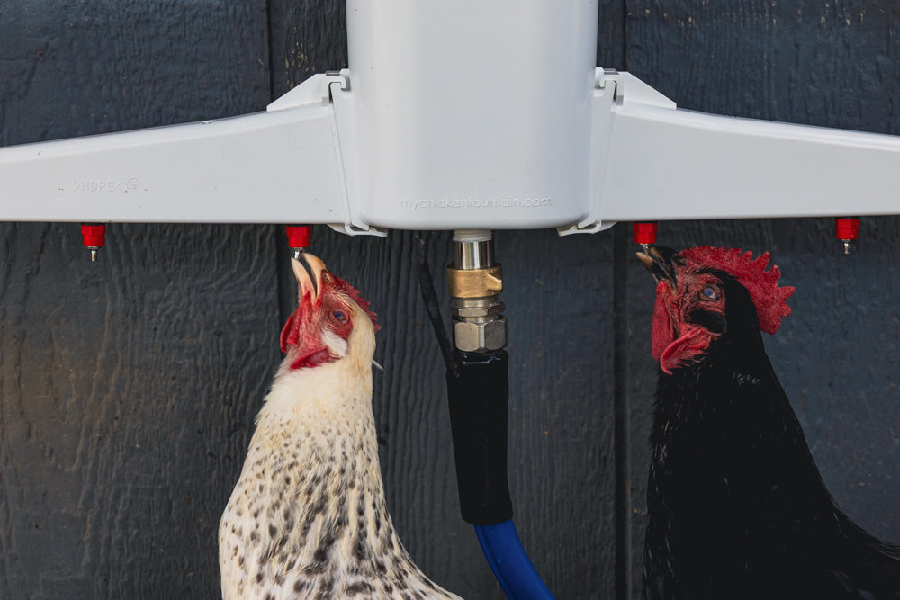 The Chicken Fountain Gen 2 | Fresh Water Drinking System