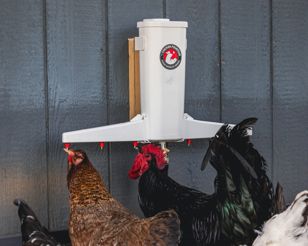 The Chicken Fountain Gen 2 | Fresh Water Drinking System