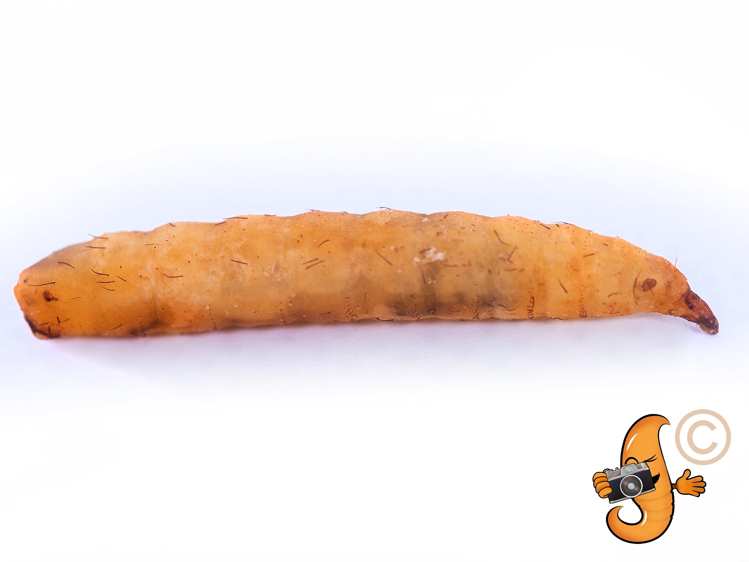 5LB Chubby Dried Black Soldier Fly Larvae - Grown in North America (Montreal) Non-GMO