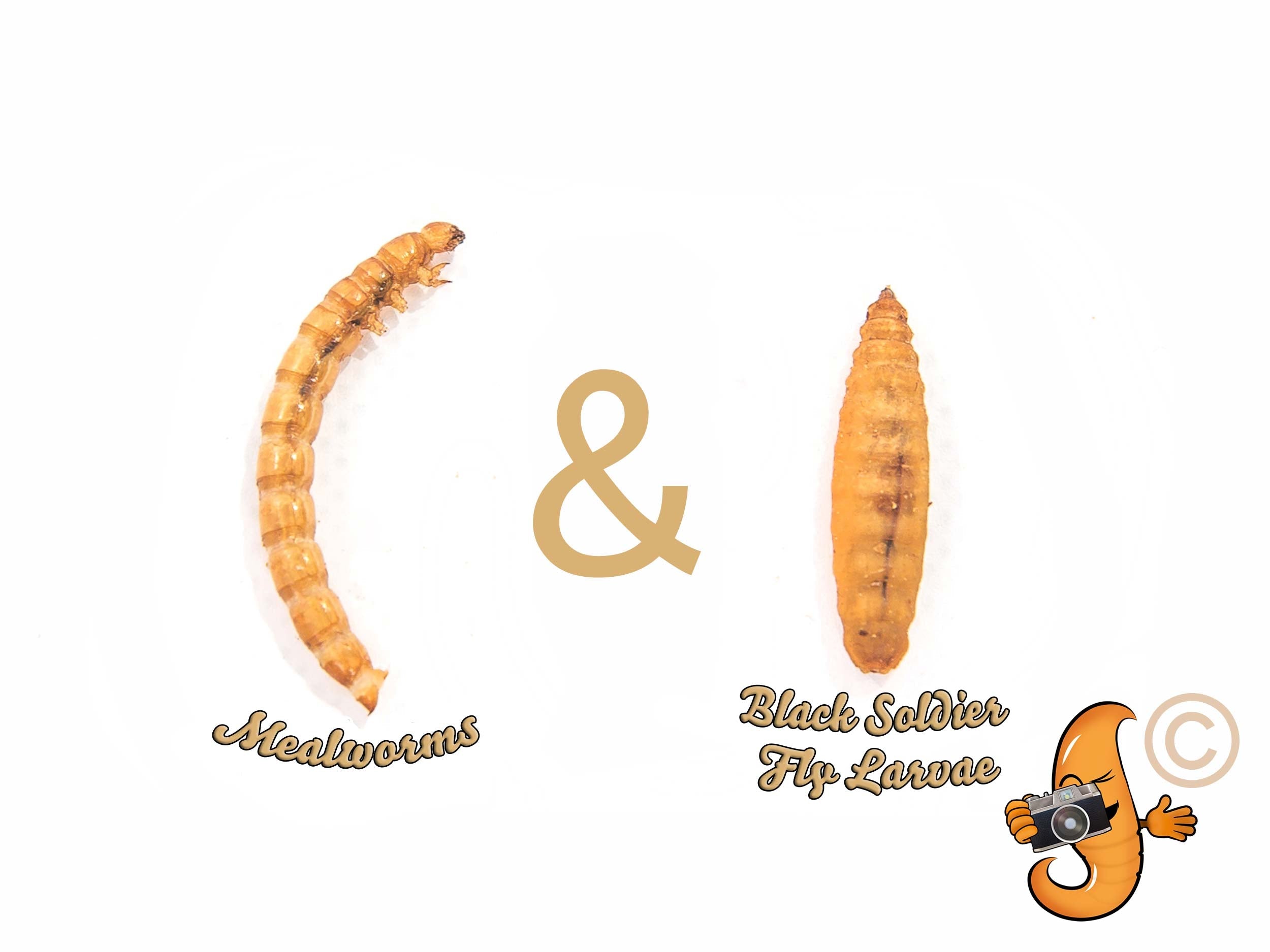 Chubby Mix 2lb (Mealworm & Black Soldier Fly Larvae Combo)