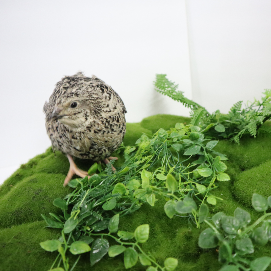 Calico Quail Hatching Eggs – Fertile Eggs for Incubation front