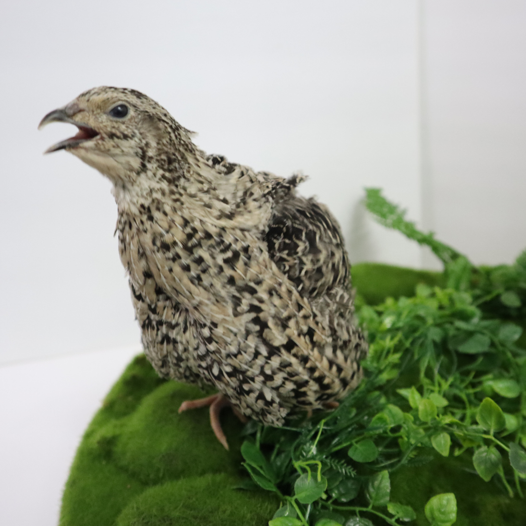 Calico Quail Hatching Eggs – Fertile Eggs for Incubation closeup