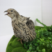 Calico Quail Hatching Eggs – Fertile Eggs for Incubation closeup