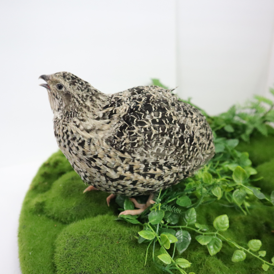 Calico Quail Hatching Eggs – Fertile Eggs for Incubation side view