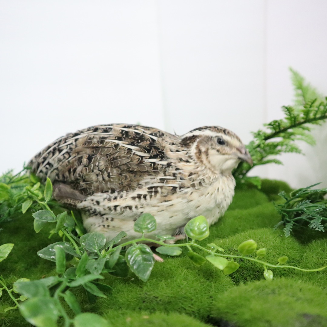 Fertile Quail Eggs – Choose Your Variety
