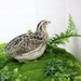 Calico Quail Hatching Eggs – Fertile Eggs for Incubation back