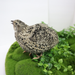 Calico Quail Hatching Eggs – Fertile Eggs for Incubation side view