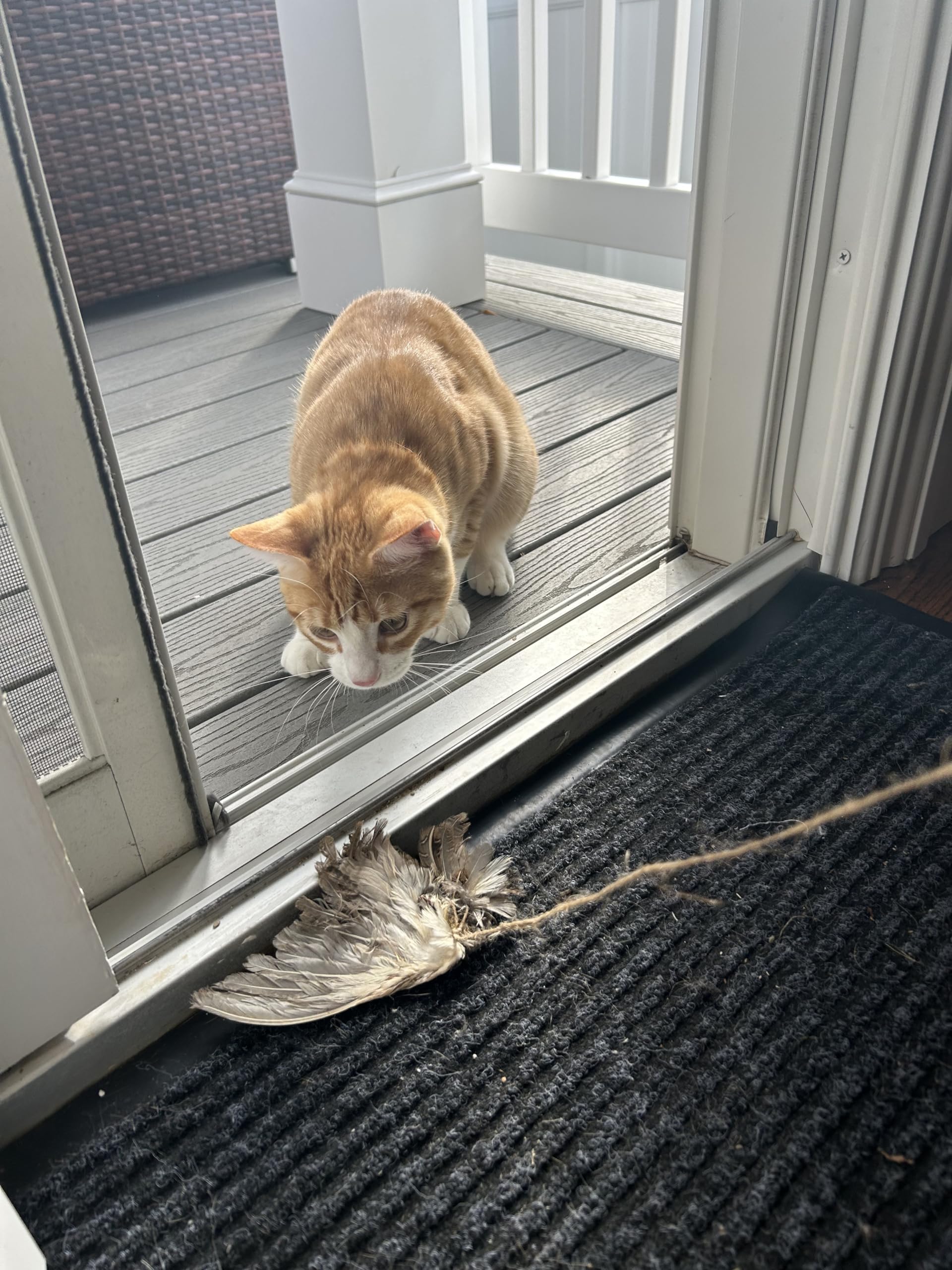Cat looking on the Wing on string