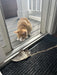 Cat looking on the Wing on string