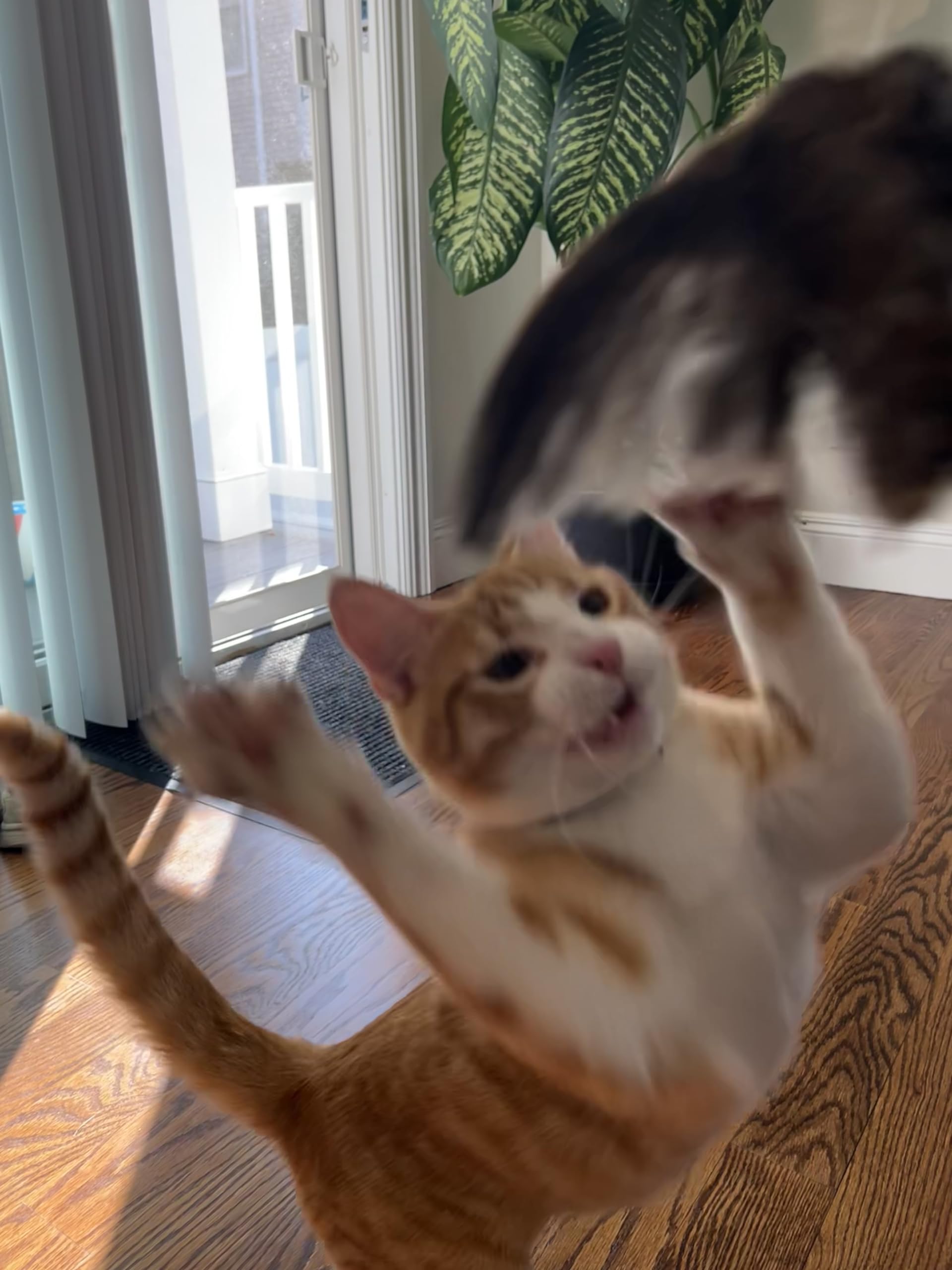 Cat playing the Wing 