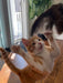 Cat playing the Wing 