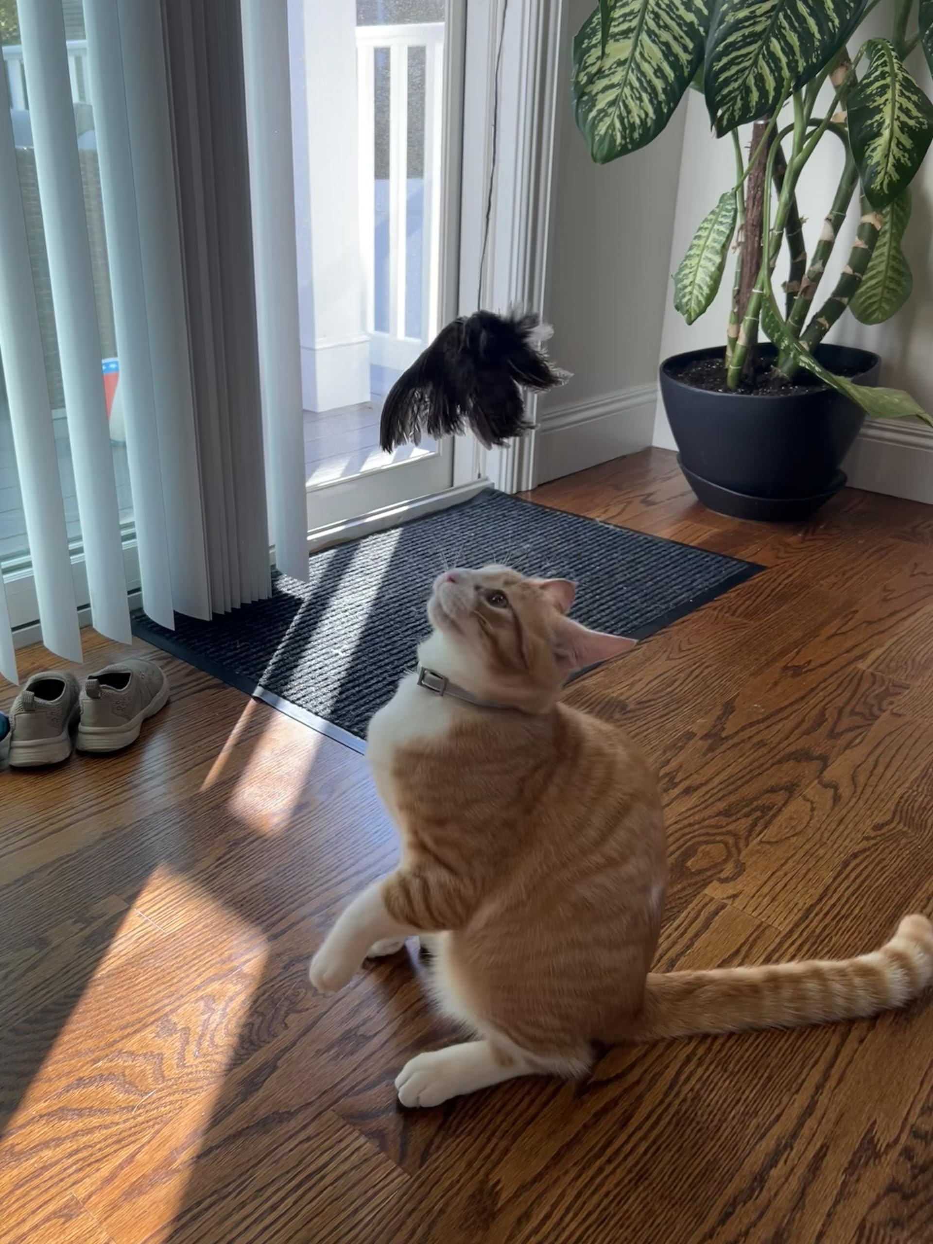 Cat playing the Wing on string