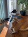 Cat playing the Wing on string